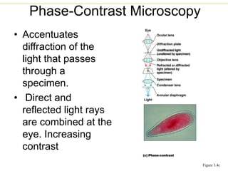 • Accentuates
diffraction of the
light that passes
through a
specimen.
• Direct and
reflected light rays
are combined at the
eye. Increasing
contrast
Phase-Contrast Microscopy
Figure 3.4c
 