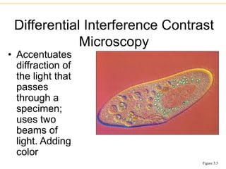 • Accentuates
diffraction of
the light that
passes
through a
specimen;
uses two
beams of
light. Adding
color
Differential Interference Contrast
Microscopy
Figure 3.5
 