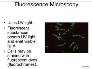 • Uses UV light.
• Fluorescent
substances
absorb UV light
and emit visible
light.
• Cells may be
stained with
fluorescent dyes
(fluorochromes).
Fluorescence Microscopy
Figure 3.6b
 