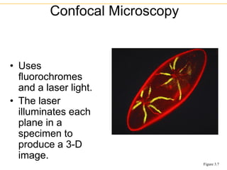 • Uses
fluorochromes
and a laser light.
• The laser
illuminates each
plane in a
specimen to
produce a 3-D
image.
Confocal Microscopy
Figure 3.7
 