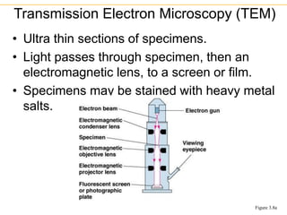 • Ultra thin sections of specimens.
• Light passes through specimen, then an
electromagnetic lens, to a screen or film.
• Specimens may be stained with heavy metal
salts.
Transmission Electron Microscopy (TEM)
Figure 3.8a
 