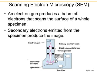 • An electron gun produces a beam of
electrons that scans the surface of a whole
specimen.
• Secondary electrons emitted from the
specimen produce the image.
Scanning Electron Microscopy (SEM)
Figure 3.8b
 