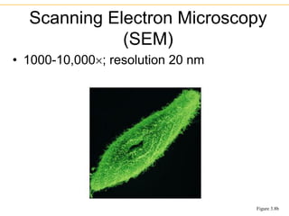 • 1000-10,000; resolution 20 nm
Scanning Electron Microscopy
(SEM)
Figure 3.8b
 