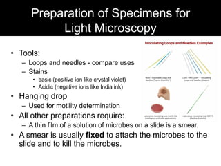 Preparation of Specimens for
Light Microscopy
• Tools:
– Loops and needles - compare uses
– Stains
• basic (positive ion like crystal violet)
• Acidic (negative ions like India ink)
• Hanging drop
– Used for motility determination
• All other preparations require:
– A thin film of a solution of microbes on a slide is a smear.
• A smear is usually fixed to attach the microbes to the
slide and to kill the microbes.
 