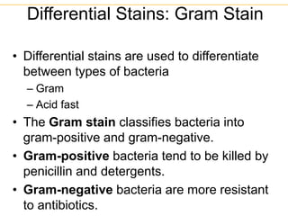 • Differential stains are used to differentiate
between types of bacteria
– Gram
– Acid fast
• The Gram stain classifies bacteria into
gram-positive and gram-negative.
• Gram-positive bacteria tend to be killed by
penicillin and detergents.
• Gram-negative bacteria are more resistant
to antibiotics.
Differential Stains: Gram Stain
 