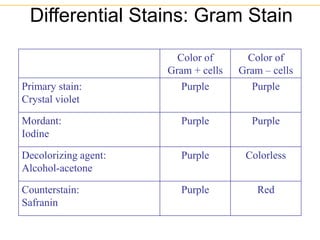 Differential Stains: Gram Stain
Color of
Gram + cells
Color of
Gram – cells
Primary stain:
Crystal violet
Purple Purple
Mordant:
Iodine
Purple Purple
Decolorizing agent:
Alcohol-acetone
Purple Colorless
Counterstain:
Safranin
Purple Red
 