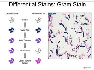 Differential Stains: Gram Stain
Figure 3.10b
 