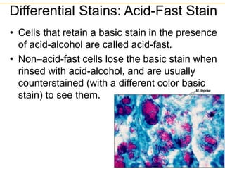 • Cells that retain a basic stain in the presence
of acid-alcohol are called acid-fast.
• Non–acid-fast cells lose the basic stain when
rinsed with acid-alcohol, and are usually
counterstained (with a different color basic
stain) to see them.
Differential Stains: Acid-Fast Stain
Figure 3.11
 
