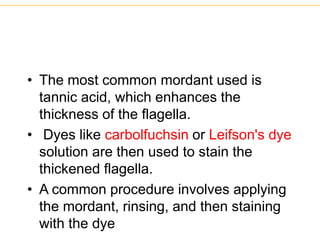 • The most common mordant used is
tannic acid, which enhances the
thickness of the flagella.
• Dyes like carbolfuchsin or Leifson's dye
solution are then used to stain the
thickened flagella.
• A common procedure involves applying
the mordant, rinsing, and then staining
with the dye
 