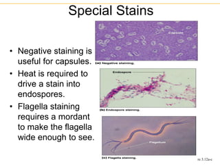 • Negative staining is
useful for capsules.
• Heat is required to
drive a stain into
endospores.
• Flagella staining
requires a mordant
to make the flagella
wide enough to see.
Special Stains
Figure 3.12a-c
 