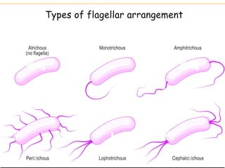 3.observing micro organism.pdf microbiology