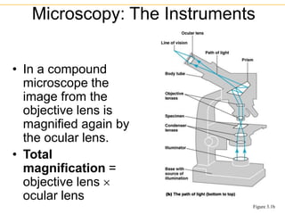 • In a compound
microscope the
image from the
objective lens is
magnified again by
the ocular lens.
• Total
magnification =
objective lens 
ocular lens
Microscopy: The Instruments
Figure 3.1b
 