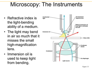 • Refractive index is
the light-bending
ability of a medium.
• The light may bend
in air so much that it
misses the small
high-magnification
lens.
• Immersion oil is
used to keep light
from bending.
Microscopy: The Instruments
Figure 3.3
 
