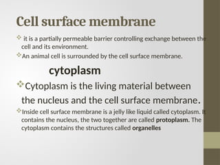 Cell surface membrane
 it is a partially permeable barrier controlling exchange between the
cell and its environment.
An animal cell is surrounded by the cell surface membrane.
cytoplasm
Cytoplasm is the living material between
the nucleus and the cell surface membrane.
Inside cell surface membrane is a jelly like liquid called cytoplasm. It
contains the nucleus, the two together are called protoplasm. The
cytoplasm contains the structures called organelles
 