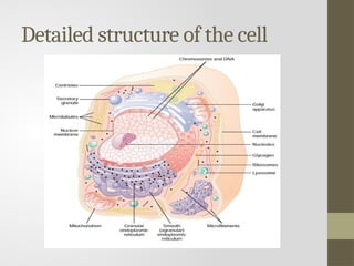 Detailed structure of the cell
 