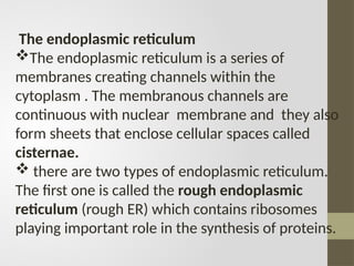 The endoplasmic reticulum
The endoplasmic reticulum is a series of
membranes creating channels within the
cytoplasm . The membranous channels are
continuous with nuclear membrane and they also
form sheets that enclose cellular spaces called
cisternae.
 there are two types of endoplasmic reticulum.
The first one is called the rough endoplasmic
reticulum (rough ER) which contains ribosomes
playing important role in the synthesis of proteins.
 