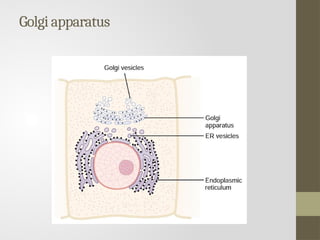 Golgi apparatus
 