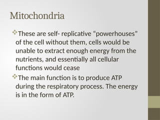 Mitochondria
These are self- replicative “powerhouses”
of the cell without them, cells would be
unable to extract enough energy from the
nutrients, and essentially all cellular
functions would cease
The main function is to produce ATP
during the respiratory process. The energy
is in the form of ATP.
 