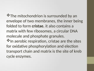 The mitochondrion is surrounded by an
envelope of two membranes, the inner being
folded to form cristae. it also contains a
matrix with few ribosomes, a circular DNA
molecule and phosphate granules.
In aerobic respiration, cristae are the sites
for oxidative phosphorylation and election
transport chain and matrix is the site of kreb
cycle enzymes.
 