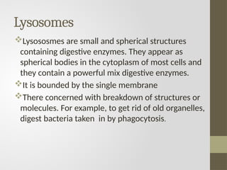 Lysosomes
Lysososmes are small and spherical structures
containing digestive enzymes. They appear as
spherical bodies in the cytoplasm of most cells and
they contain a powerful mix digestive enzymes.
It is bounded by the single membrane
There concerned with breakdown of structures or
molecules. For example, to get rid of old organelles,
digest bacteria taken in by phagocytosis.
 
