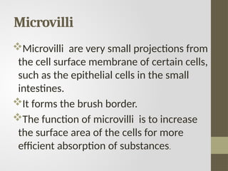 Microvilli
Microvilli are very small projections from
the cell surface membrane of certain cells,
such as the epithelial cells in the small
intestines.
It forms the brush border.
The function of microvilli is to increase
the surface area of the cells for more
efficient absorption of substances.
 