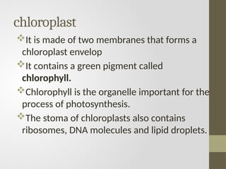 chloroplast
It is made of two membranes that forms a
chloroplast envelop
It contains a green pigment called
chlorophyll.
Chlorophyll is the organelle important for the
process of photosynthesis.
The stoma of chloroplasts also contains
ribosomes, DNA molecules and lipid droplets.
 