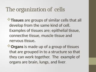 The organization of cells
Tissues are groups of similar cells that all
develop from the same kind of cell.
Examples of tissues are; epithelial tissue,
connective tissue, muscle tissue and
nervous tissue.
Organs is made up of a group of tissues
that are grouped in to a structure so that
they can work together. The example of
organs are brain, lungs, and liver.
 