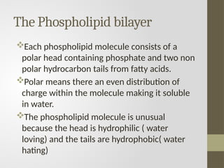 The Phospholipid bilayer
Each phospholipid molecule consists of a
polar head containing phosphate and two non
polar hydrocarbon tails from fatty acids.
Polar means there an even distribution of
charge within the molecule making it soluble
in water.
The phospholipid molecule is unusual
because the head is hydrophilic ( water
loving) and the tails are hydrophobic( water
hating)
 