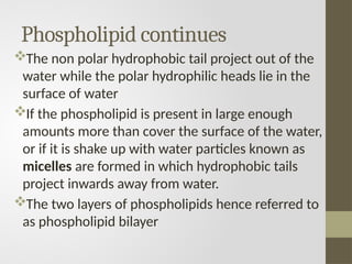 Phospholipid continues
The non polar hydrophobic tail project out of the
water while the polar hydrophilic heads lie in the
surface of water
If the phospholipid is present in large enough
amounts more than cover the surface of the water,
or if it is shake up with water particles known as
micelles are formed in which hydrophobic tails
project inwards away from water.
The two layers of phospholipids hence referred to
as phospholipid bilayer
 
