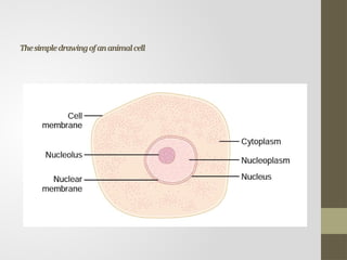 Thesimpledrawingofananimalcell
 