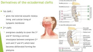 muscles of facial expressions and mastication.pptx
