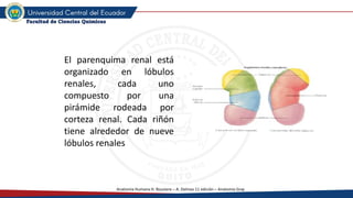 3.- Aparato Renal en la parte de anatomía | PDF