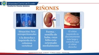 3.- Aparato Renal en la parte de anatomía | PDF
