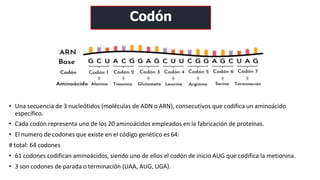 Procesos fundamentales de replicación, transcripción y traducción del ...