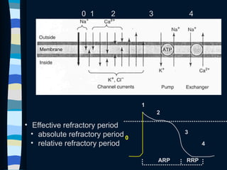 3. Drugs used in arrhythmias and management.pptx