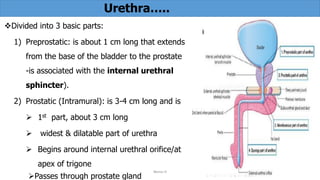 3.Urinary system.pdf is best for new students | PDF