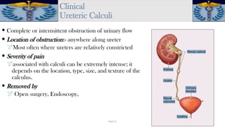 3.Urinary syststem which is important for | PPTX