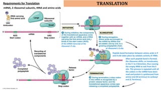 Protein Read The Molecular and Biochemical Basis of Protein Synthesis in Organisms | PDF