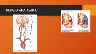 Comprehensive Overview of Cerebral Blood Flow, CSF Dynamics, and Brain ...