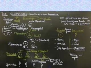 Comprehensive Overview of Human Reproductive Systems and Processes | PPTX