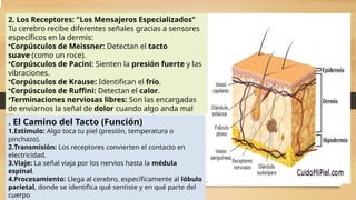 Reseptor Pacini Ruffini Anatomía y Fisiología de los Sistemas Nervioso y Endocrino en Seres ...
