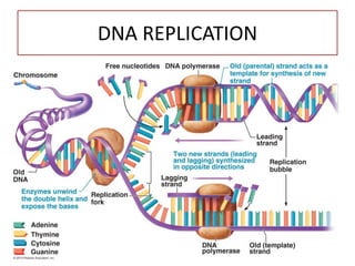Comprehensive Overview of DNA Replication and Okazaki Fragments in ...