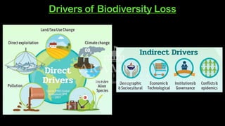 Comprehensive Analysis of Biodiversity Loss and Its Global Impacts | PDF