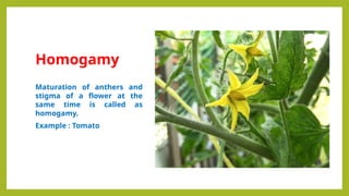 Homogamy Examples Comprehensive Overview of Pollination Mechanisms and Sex Expression in ...