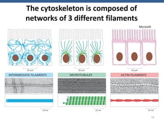 3. Cell Biology - Lecture Cytoskeleton.pdf