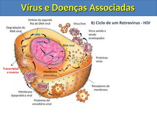 Síntese da segunda
fita de DNA viral
Receptores de
membrana
Vírus livre
Proteínas do
envoltório viral
Membrana
lipoprotéica viral
Degradação do
RNA viral
Proteínas
virais
Membrana
plasmática
RNA viral
Vírus e Doenças Associadas
Vírus e Doenças Associadas
8) Ciclo de um Retrovírus - HIV
Transcriptas
e reversa
Vírus saindo e
sendo
envelopados
 