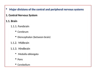 Comprehensive Overview of the Human Nervous System: Structure and ...