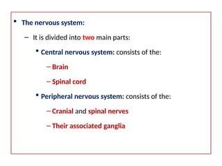 Comprehensive Overview of the Human Nervous System: Structure and ...