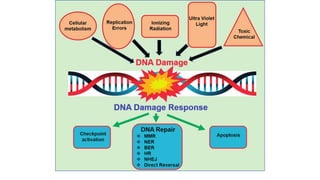 Comprehensive Overview of DNA Structure, Damage, and Repair Mechanisms ...