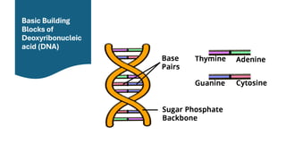 Comprehensive Overview of DNA Structure, Damage, and Repair Mechanisms ...